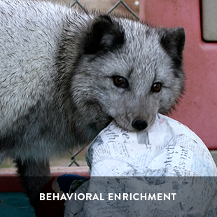 behavioral enrichment at wildlife associates