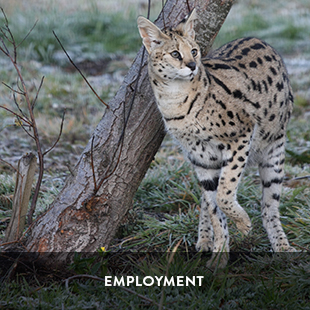 employment at wildlife associates