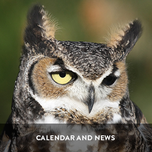 wildlife associates news and calendar