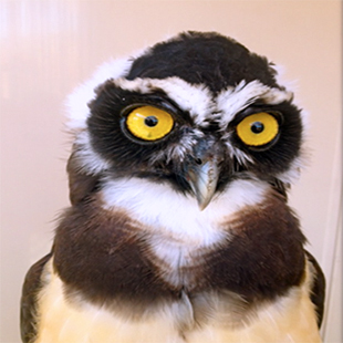 our new spectacled owl