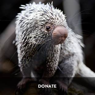 donate to wildlife associates