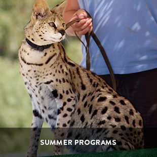 summer wildlife programs