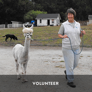 volunteer at wildlife associates